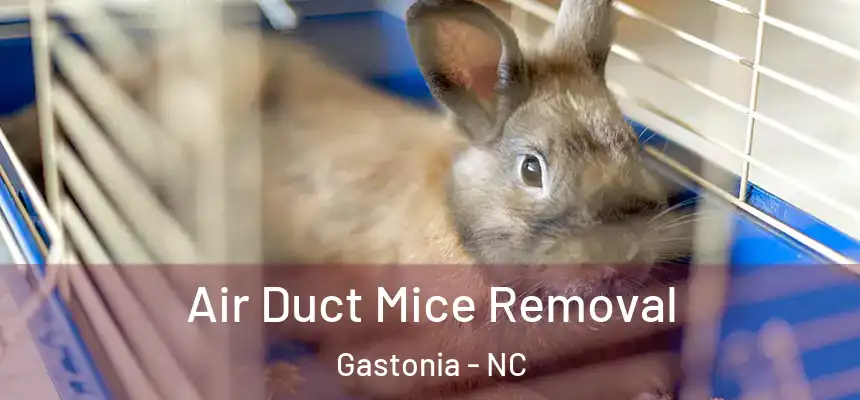  Air Duct Mice Removal Gastonia - NC